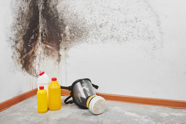 Best Attic Mold Removal  in Ravenna, OH