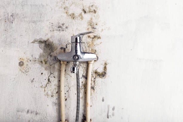 Best Mold Removal Near Me  in Ravenna, OH