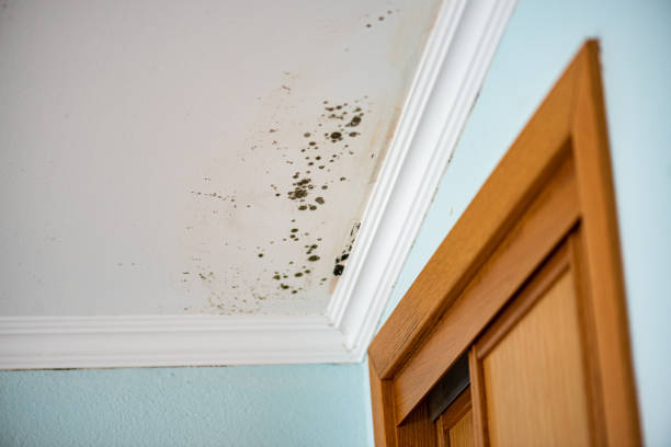 Best Crawl Space Mold Removal  in Ravenna, OH
