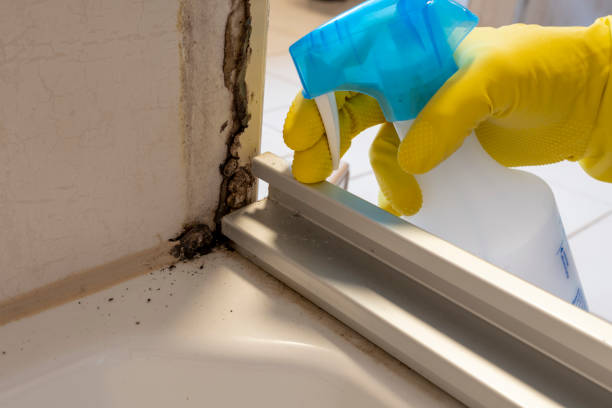 Best Office Mold Removal Services  in Ravenna, OH