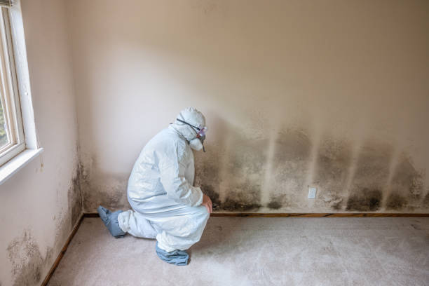 Professional Mold Removal in Ravenna, OH