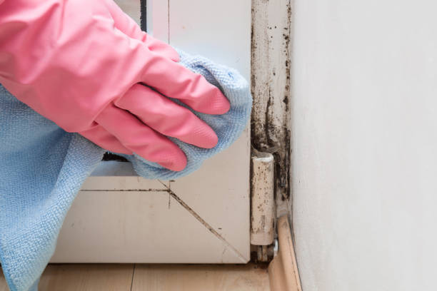 Certified Mold Removal in Ravenna, OH