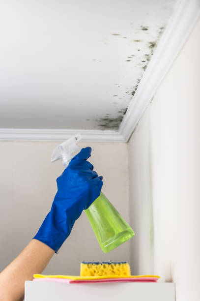 Best Certified Mold Removal  in Ravenna, OH