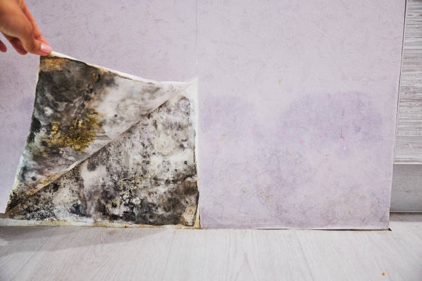 Mold Removal and Inspection in Ravenna, OH